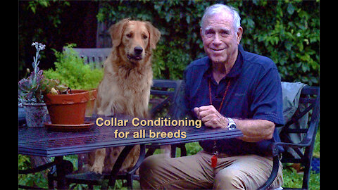 Now Available: Conditioning to the Electric Collar for All Breeds w Bill Hillmann