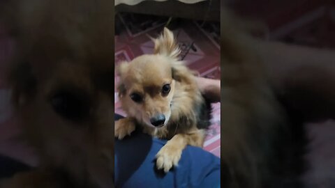 Pomeranian Yorkie mix loves the back rub