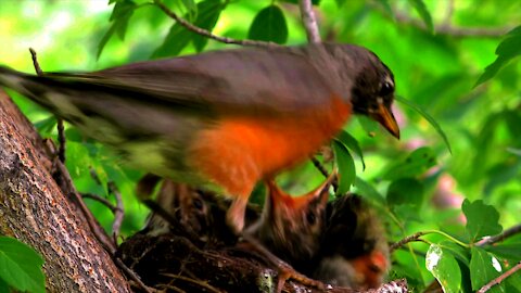Red Robin Feeding Offspring