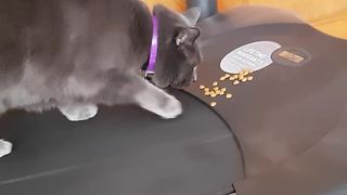 Cat Walks On Treadmill In Order To Get Treats