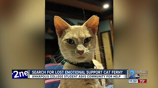 Annapolis college student searching for lost emotional support cat