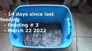 Big Blue Feeding # 3 March 22 2022