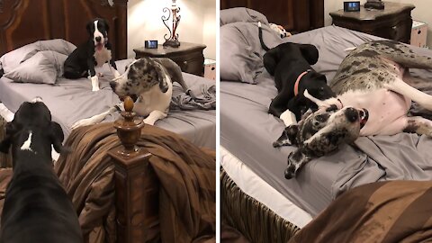 Great Danes go wild with silly bed zoomies