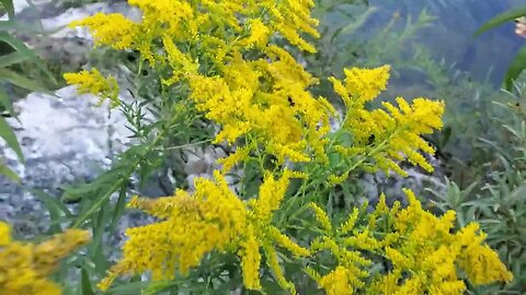 Goldenrod - could this plant challenge dandelion for the most unfairly hated plant by the unknowing?