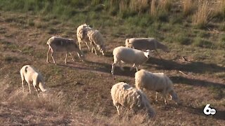 Magic Valley farmer loses 54 lambs after bald eagle attacks