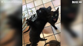 Kitten clings to whisk to lick up cake mix leftovers