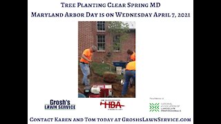 Tree Planting Clear Spring MD Arbor Day 2021 GroshsLawnService.com