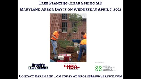 Tree Planting Clear Spring MD Arbor Day 2021 GroshsLawnService.com