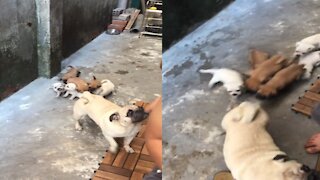Funny Baby Pugs Chasing Their Mom !