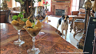 Great Danes Check Out Chicken Marsala Quarantini Martini