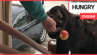 Hungry moose strolls right up to the steps of couples home