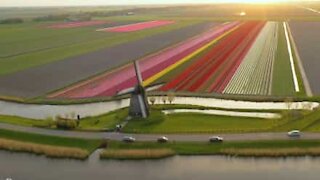 Grâce à un drone, admirez les champs de tulipes aux Pays-Bas