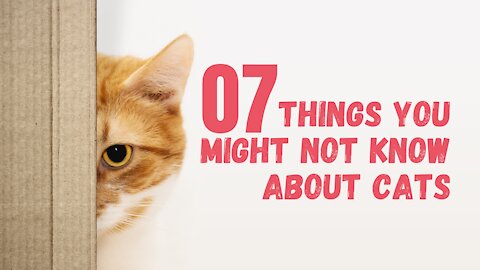 07 Things You Might Not Know About Cats