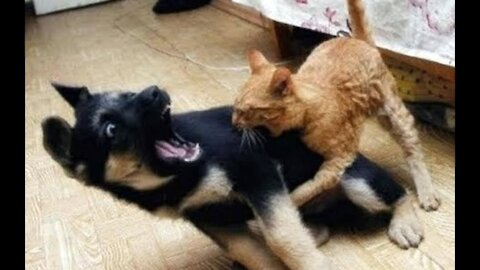 DOG VS CAT UFC