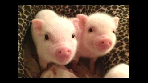 Funny and Cute mini pig - adorable baby pig Piggy - Oink Oink