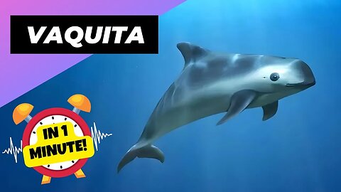 Vaquita - In 1 Minute! 🐬 The Smallest & Rarest Marine Mammal