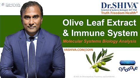 3 Ways How Olive Leaf Extract Affects the Immune System