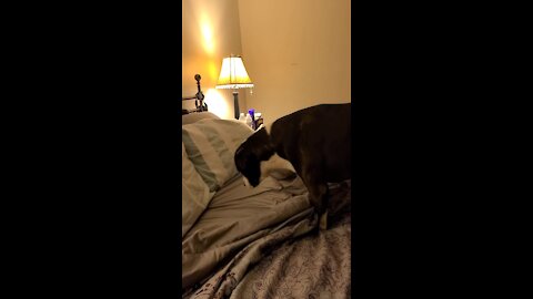 Hidden Camera Captures Pit Bull's Nightly Routine