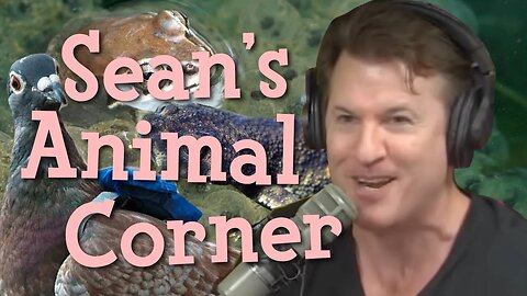Sean's Animal Corner (Episode 236)