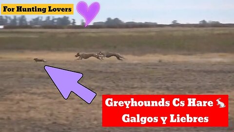 Greyhounds 🐕 Vs Hare 🐇😱 | Galgos y Liebres Грейхаунды и зайцы Anjing Greyhound dan Kelinci
