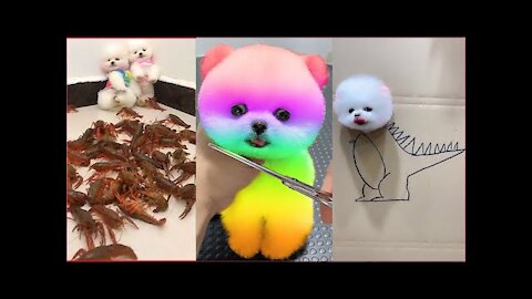 Tik Tok Chó Phốc Sóc Mini 😍 Funny and Cute Pomeranian funny videos collectio