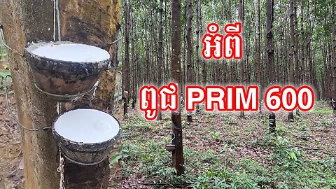 អំពី ពូជ PRIM 600 , តើគួដាំពូជ PRIM 600នៅដីប្រភេទណា?