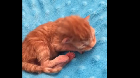 Newborn Orphan Kitty Explores Its Surroundings