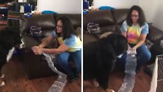 Bernese Mountain Dog totally freaks out over bubble wrap