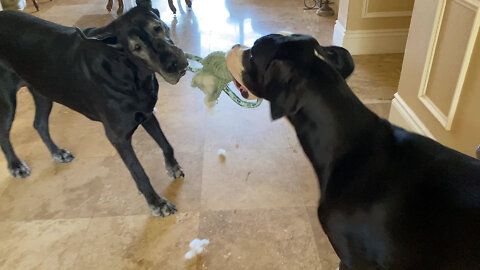 Great Danes Tug Their Way From Out The Door For DeStuffing Fun