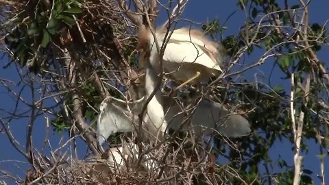 Cattle Egret Feeding Babies in the Nest