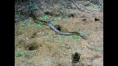 OMG! Anaconda in my farm | location india