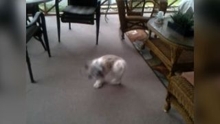 Dizzy Dog's Neverending Chase