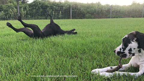 Funny Great Danes Love To Play With The Same Stick