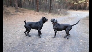 Italian cane corso, big dog games