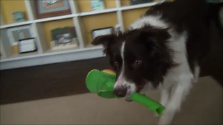 Affectionate Dog Shows Owner How Much He Loves Her