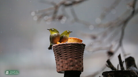 Two Cute Warbling White Eyes Eating in The Rain