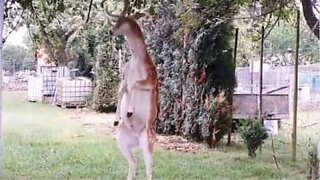 Ce cerf utilise ses bois pour attraper les fruits d'un arbre