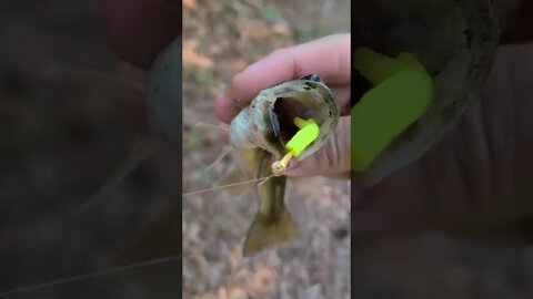 Creek bass fishing with Trout Magnet lure. #fishing #creek #largemouthbass #trout