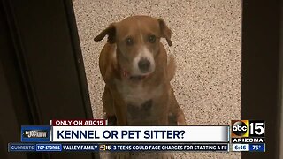 Should you leave your pet with a kennel or a sitter?