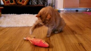 Cat discovering new fish toy