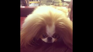 Dog with majestic hair enjoys dental treat