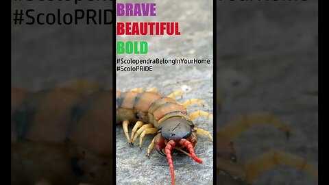 SCOLOPENDRA BELONG IN YOUR HOME #shorts
