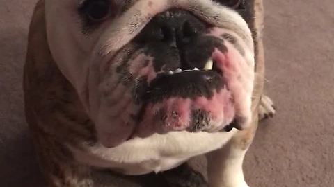 Sleepy bulldog refuses to go to bed