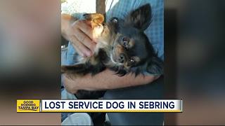 Lost service dog in Sebring