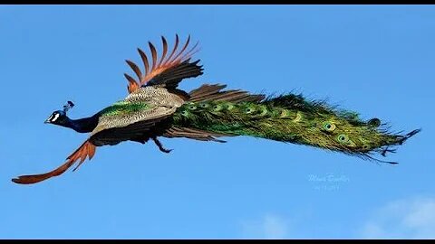 Peacock Flying and Peacock Dance