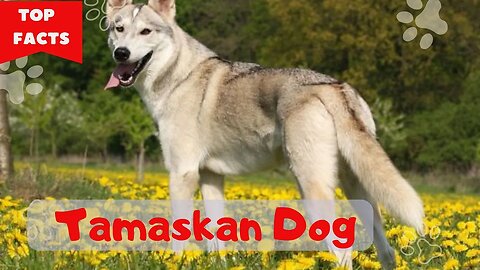 Interesting facts about the Tamaskan Dog.