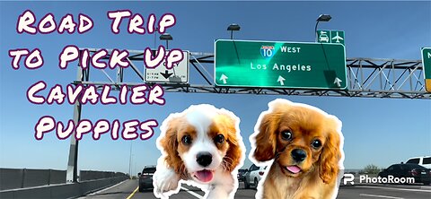 Cavalier Puppy Pick Up | Poland to California to Arizona