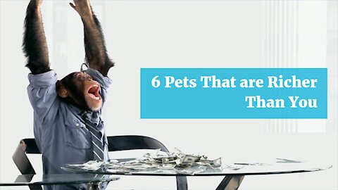 6 Pets That are Richer Than You
