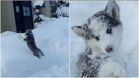 This husky puppy loves playing in the snow