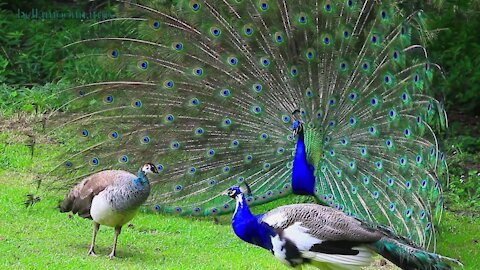 AMAZING WHITE PEACOCK DANCE •❥ BLUE WHITE PIED PEACOCK